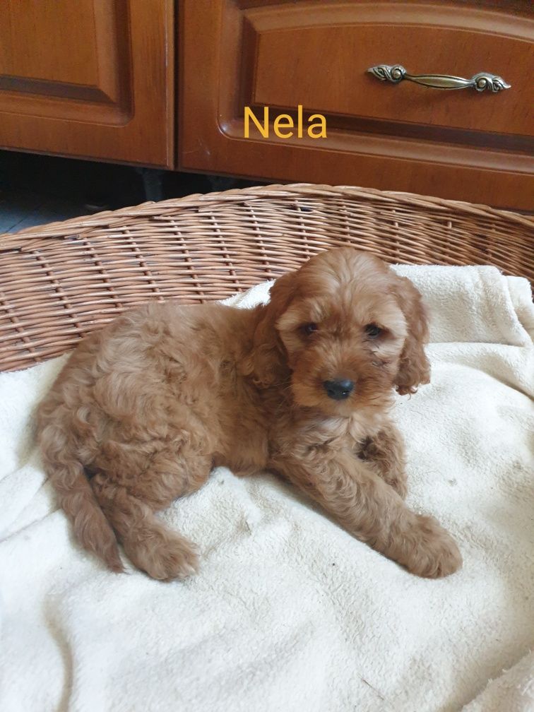 Cockapoo. Dziewczynka Nela. Cocker spaniel Angielski/ Pudel miniaturow