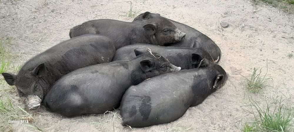 Вєтнамські поросята