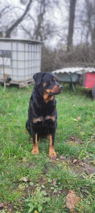 В'язка ротвейлера