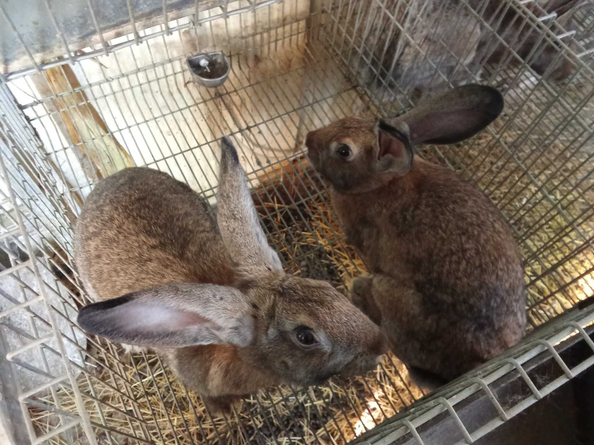 coelhos para criação