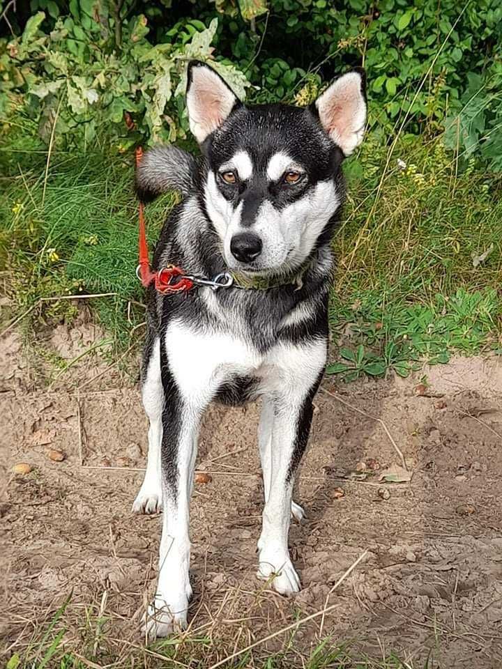 TILA ok. roczna sunia w typie husky do adopcji