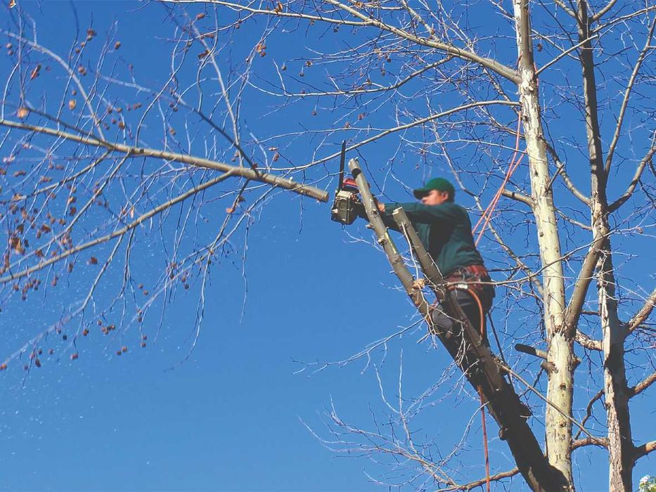 WYCINKA DRZEW-Darmowa Wycena,Tanio