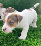 Jack Russell Terrier