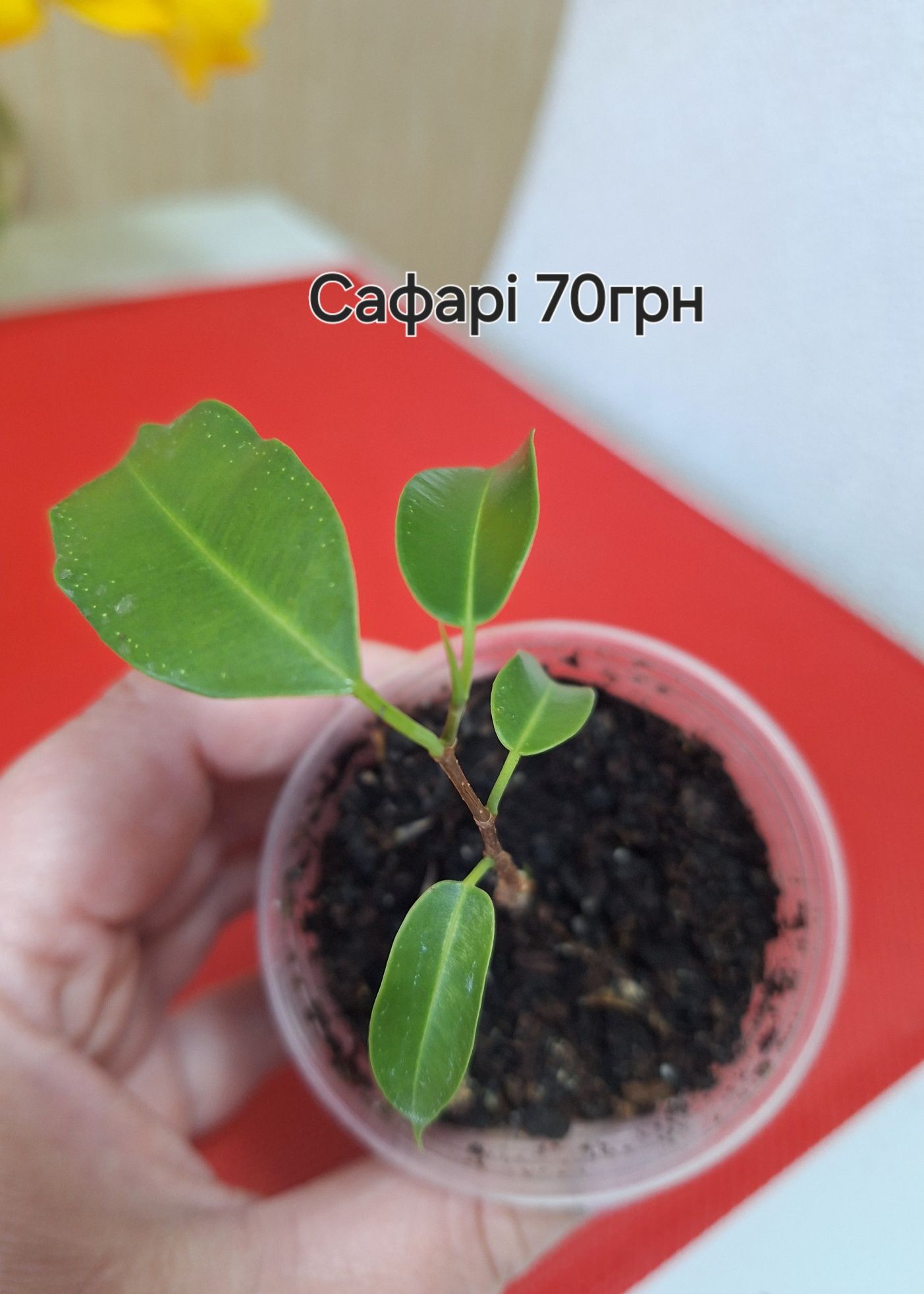 Малюка Фікусята Сафарі