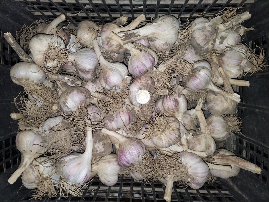 Czosnek zimowy Lubasza 35-45mm, Harnaś 35-45mm