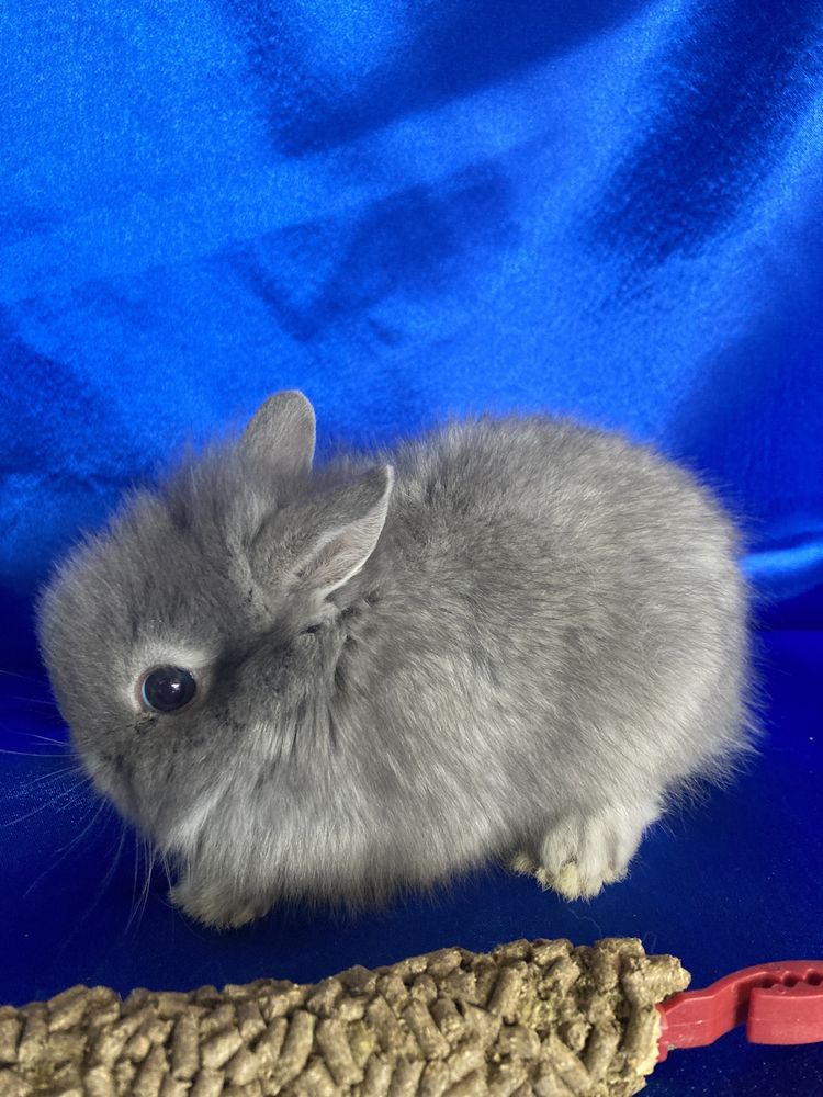 Маленька порода кролика