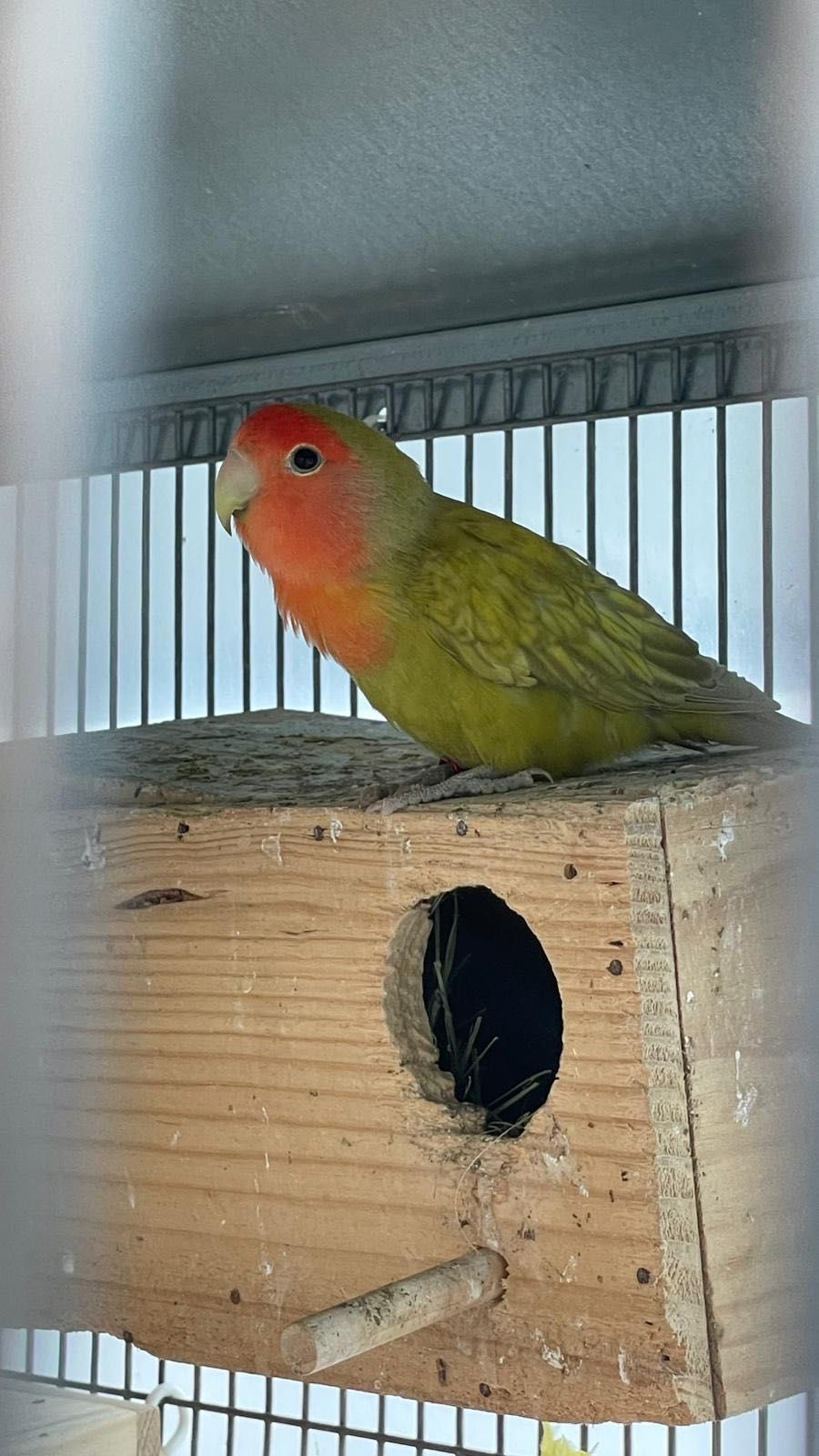Casal Agapornis roseicollis reprodutores sexados