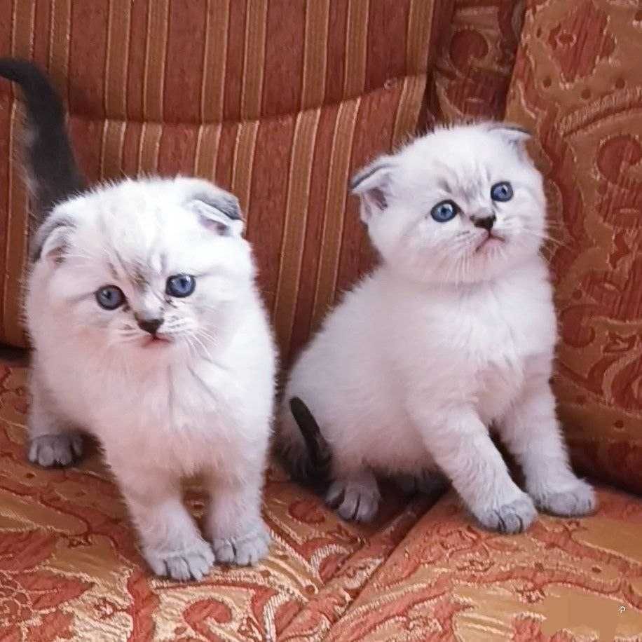 Вязка Шотландец Scottish fold blue point