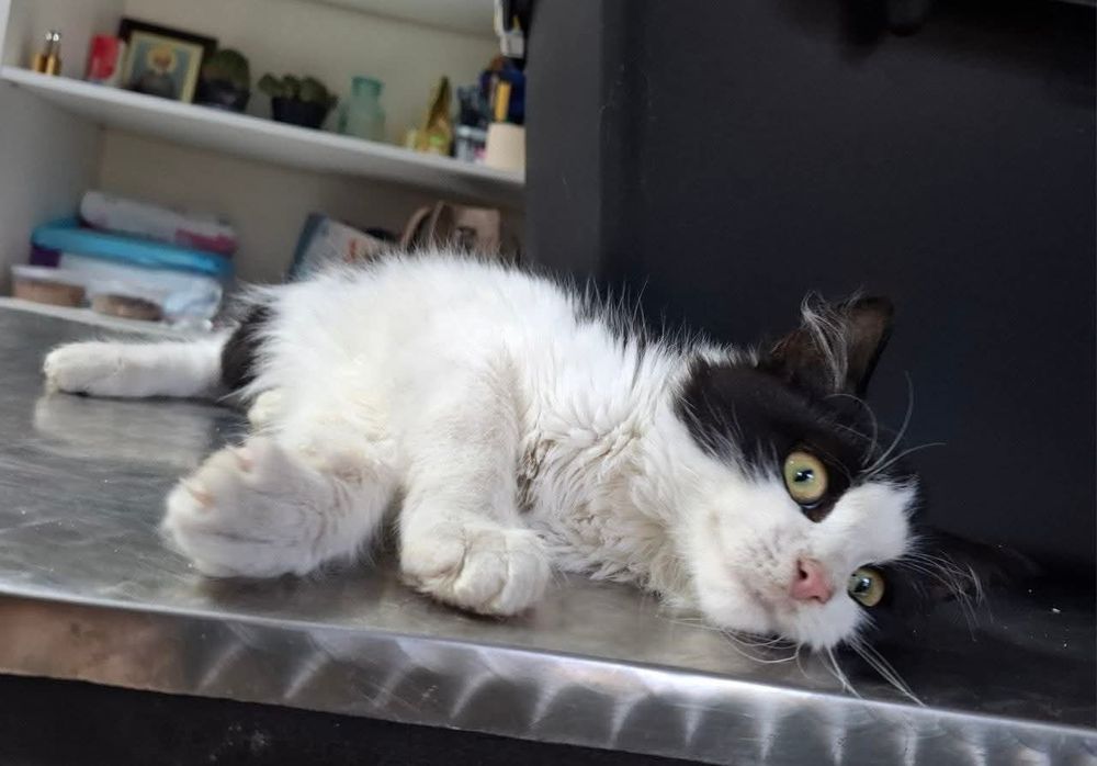 Кошеняткам  потрібна родина!