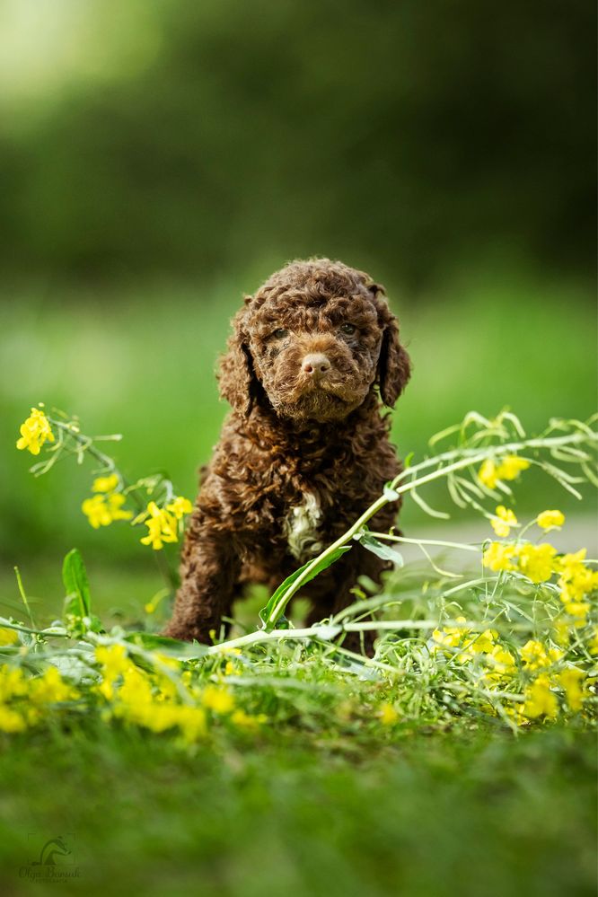 Suczka Lagotto Romagnolo