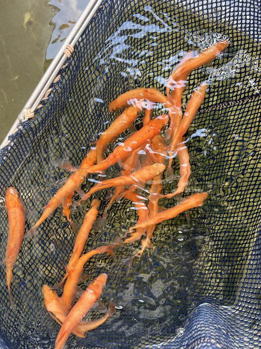 Karp koi karpie koi ryby do oczka stawu narybek