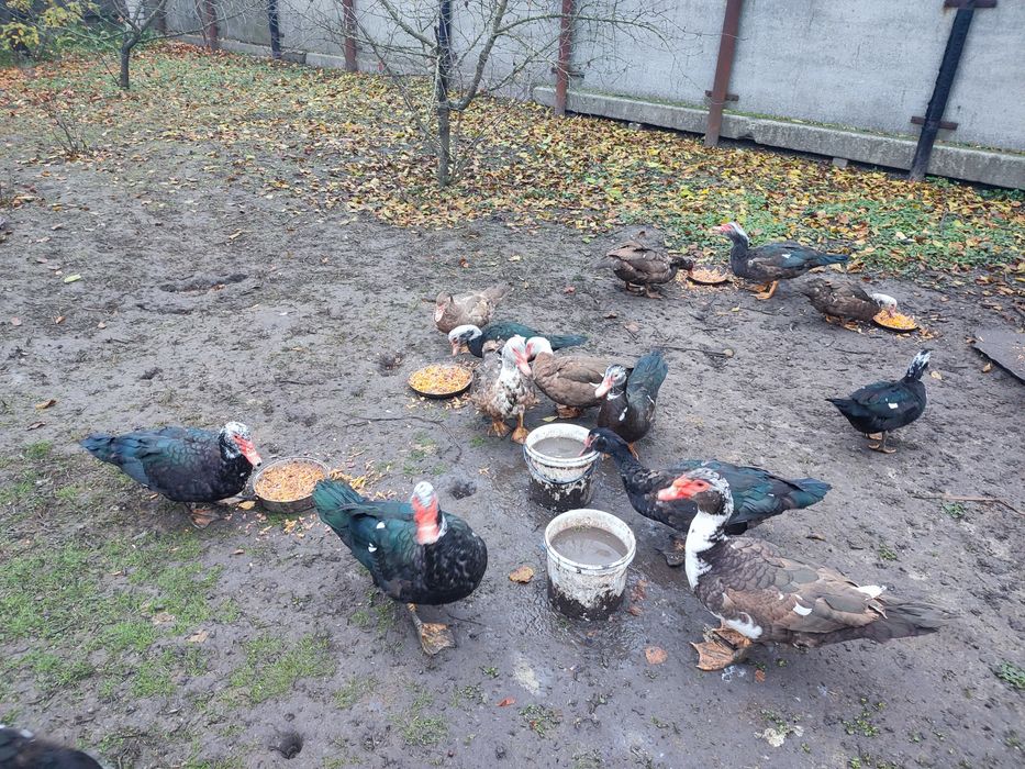 Продам качок шипунів