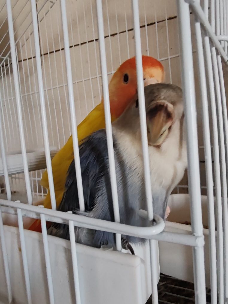 Agapórnis domesticados