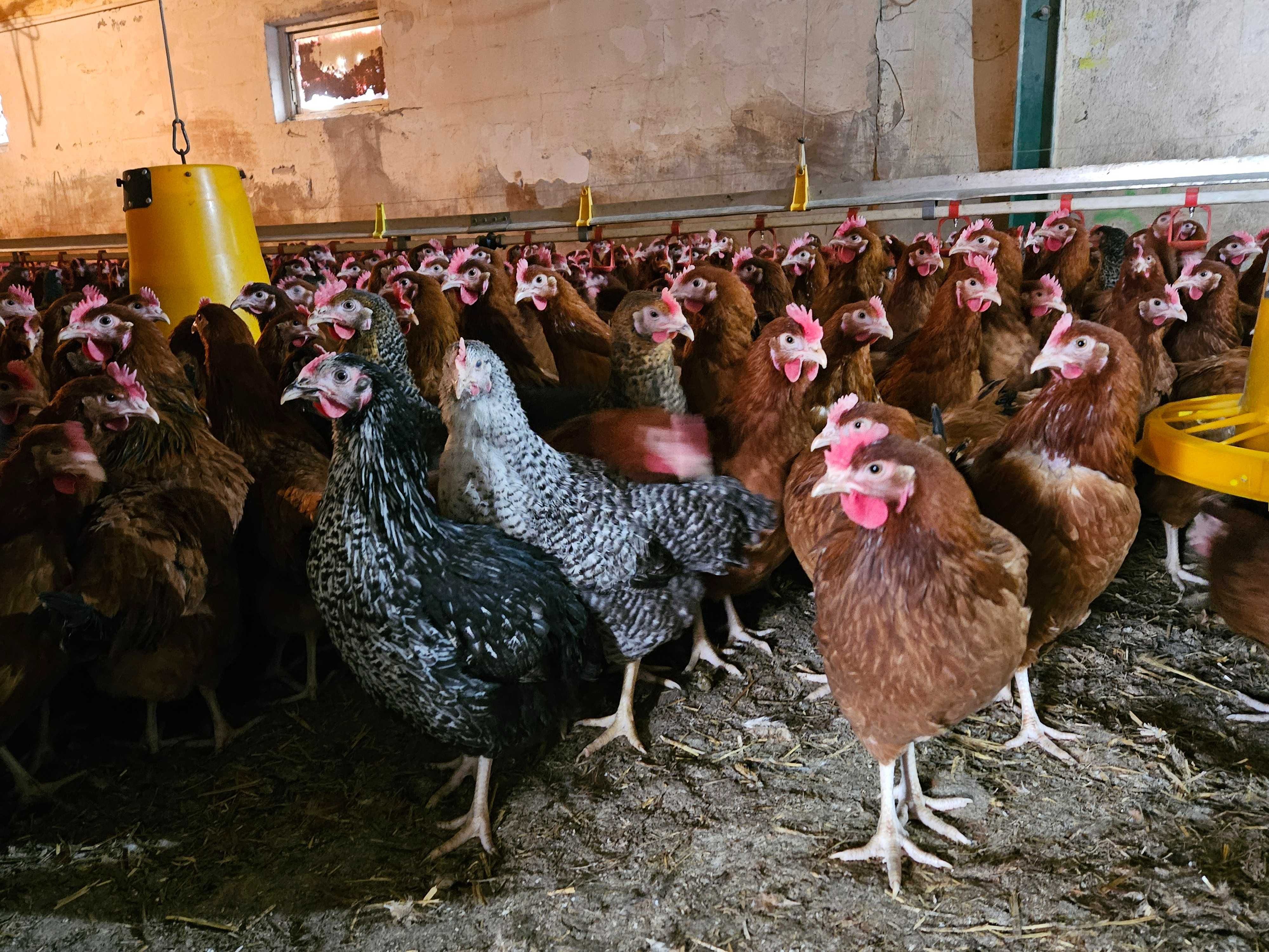 Kurki nioski z jajkiem Rosa Leghorn Novogen Zielononóżka