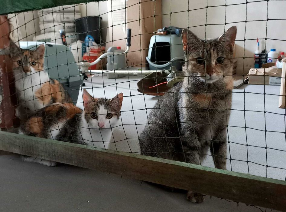 Tricolorka ok 4 miesięczna do adopcji kot kotka