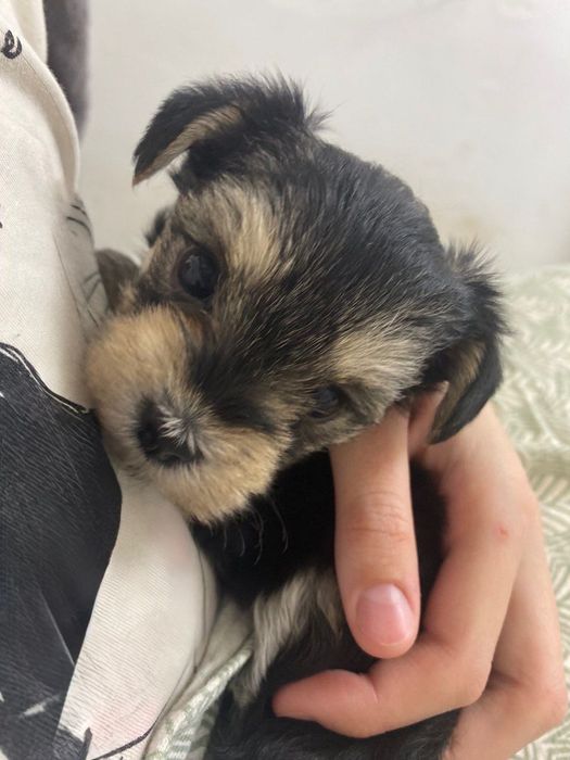 Цуценята йоркширський терьєр