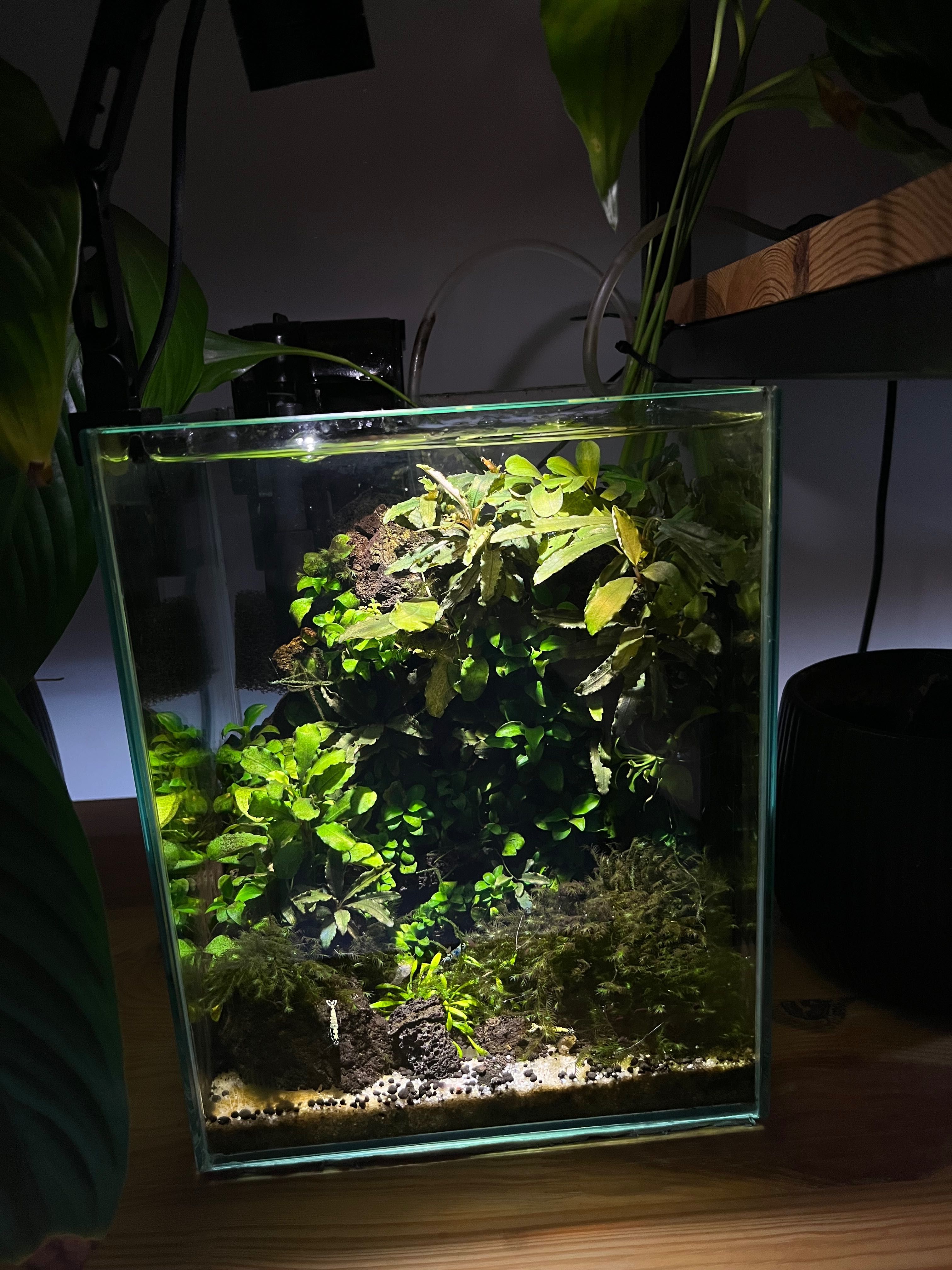 Akwarium optiwhite 20x20x25
