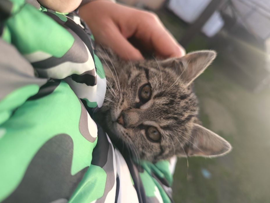 Kotka szaro bura Rezerwacja