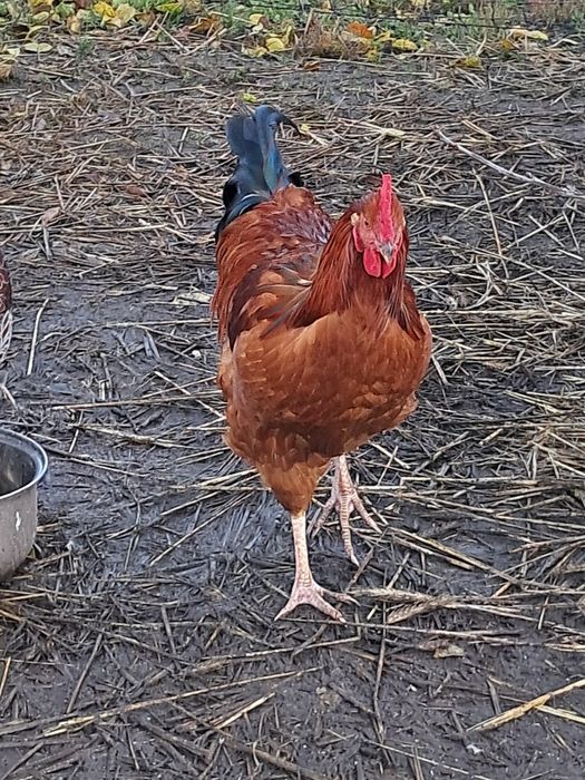 Koguty młode wyandotte rosa