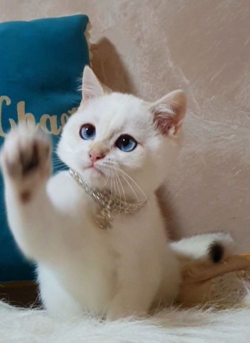 Золотой шиншилла пойнт 1233