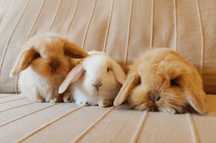 KIT Coelhos anões mini lop(orelhudos) super dóceis