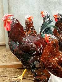 Ливенские ситцевые куры, цыплята, инкуб. яйцо