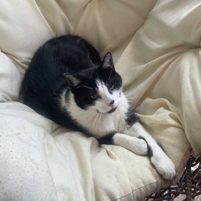 Hotel dla psów, kotów, królików, gryzoni i innych zwierząt