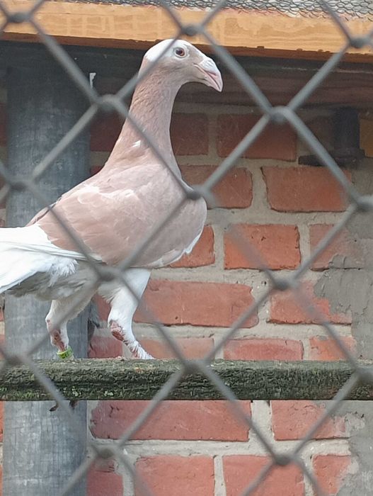 Gołębie rzeszowskie.