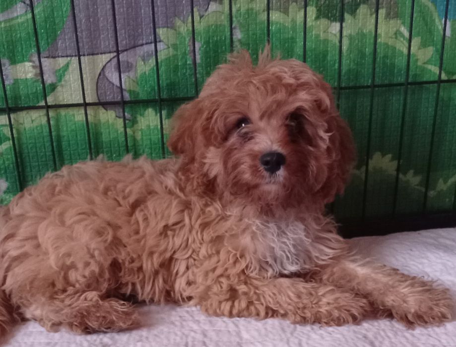 Cavapoo F1 suczka