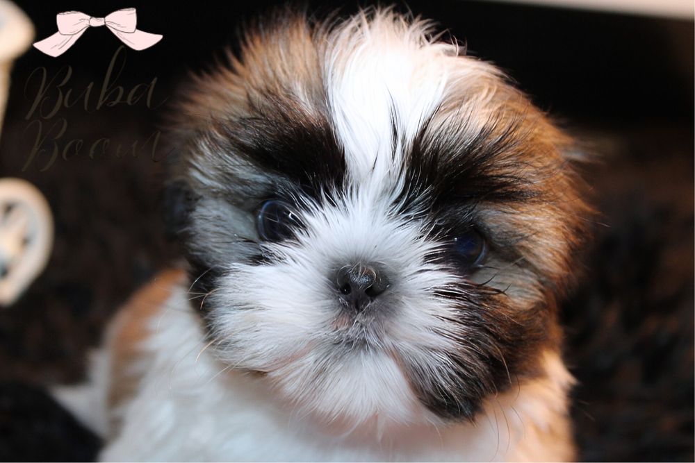 Teo- mini shihtzu rodowodowy gotowy do odbioru!