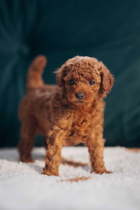 Uroczy pudel toy RED BROWN - maleńki, kochany szczeniaczek