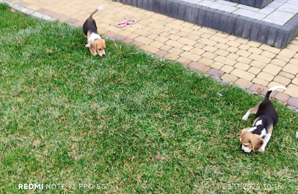 Suczka Beagle gotowa do odbioru metryka czip wyprawka 3 szczepienia