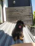 Piesek Pudel TOY UCI/FCI Black&tan Phantom Czarny podpalany champion