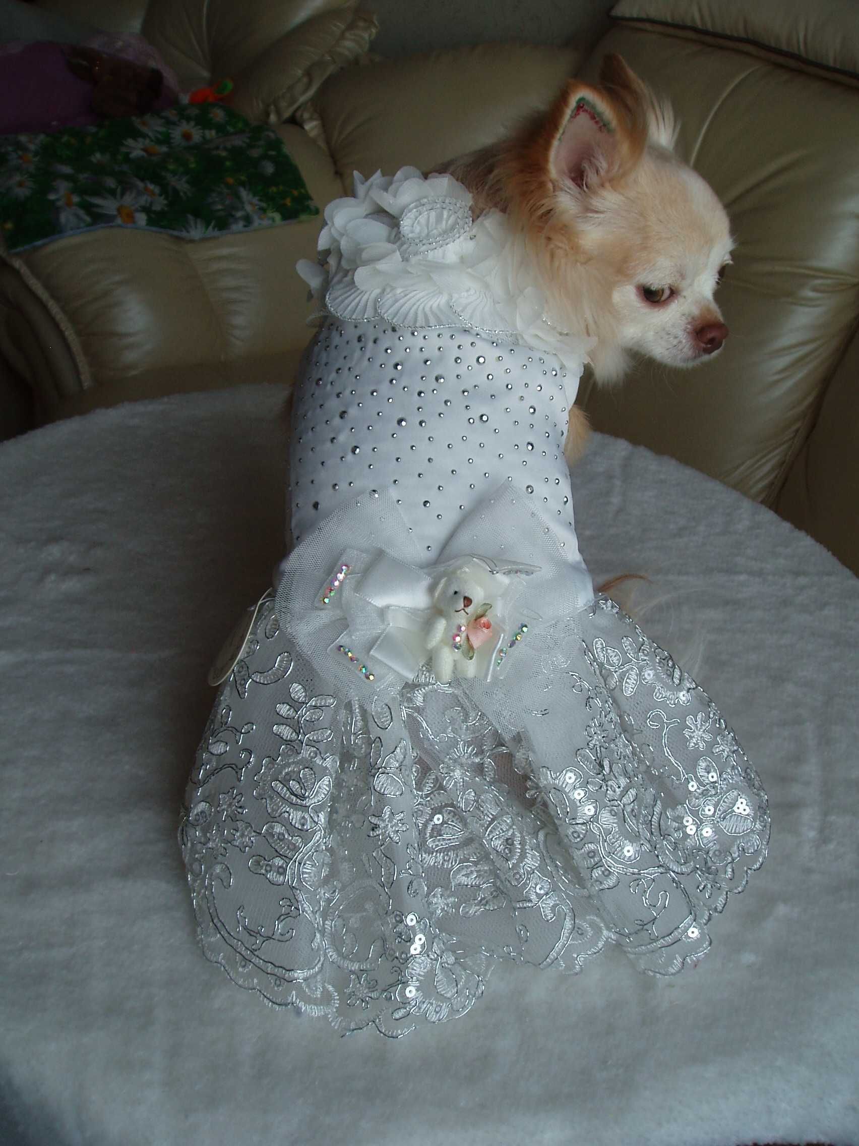 одежда для собак смокинг фрак платья