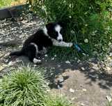 Szczeniak piesek Border Collie gotowy do odbioru