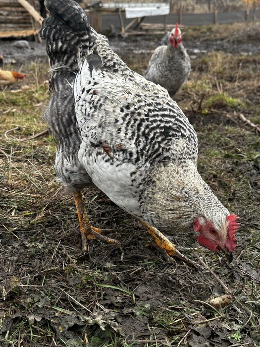 młode koguty kogutki sprzedam zamienie