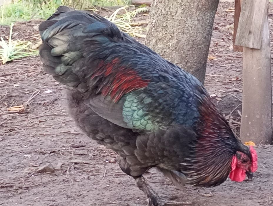 Sprzedam koguta z kwietnia 2025 roku