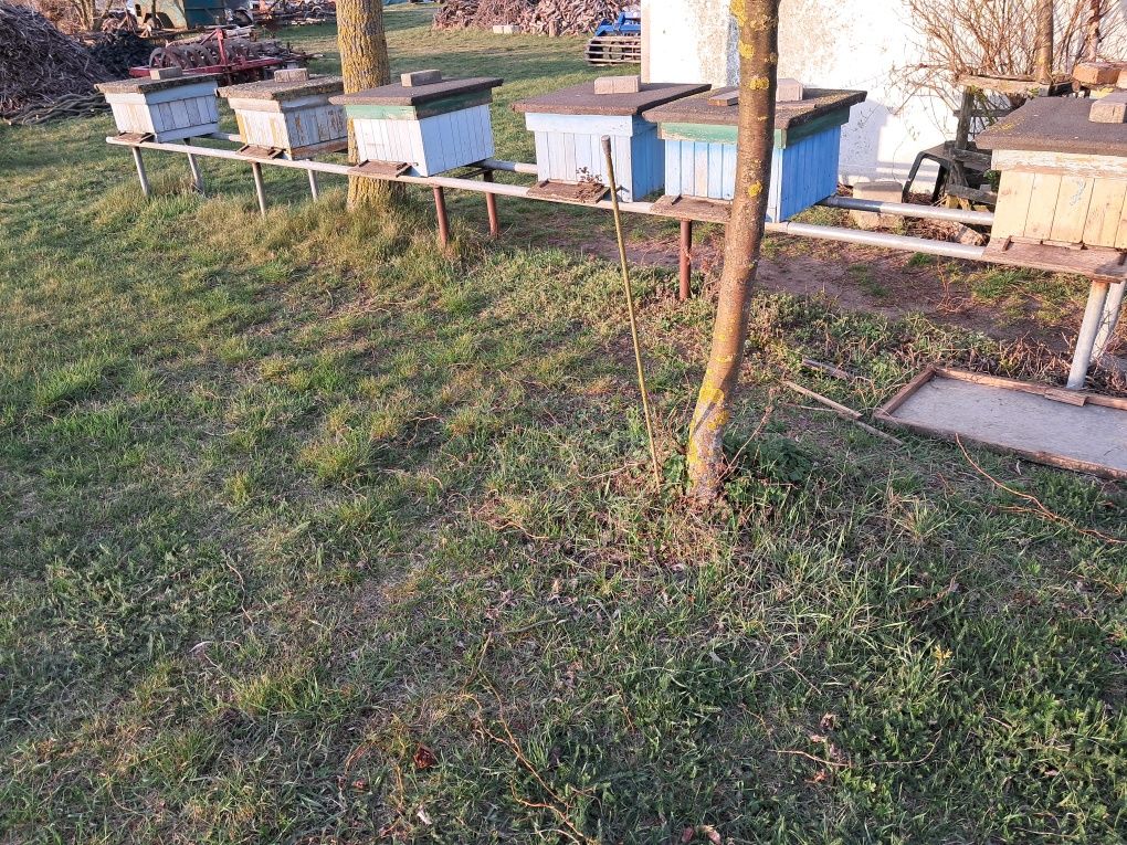 Pszczoły Matki Pszczele Odkłady Wosk pszczeli