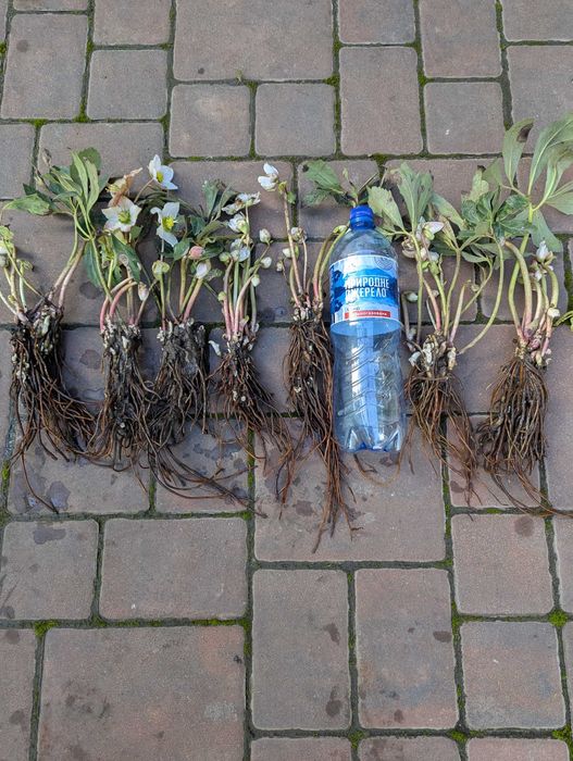 Морозник,чемерник