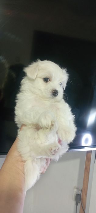 Продаються щенки мальтезе