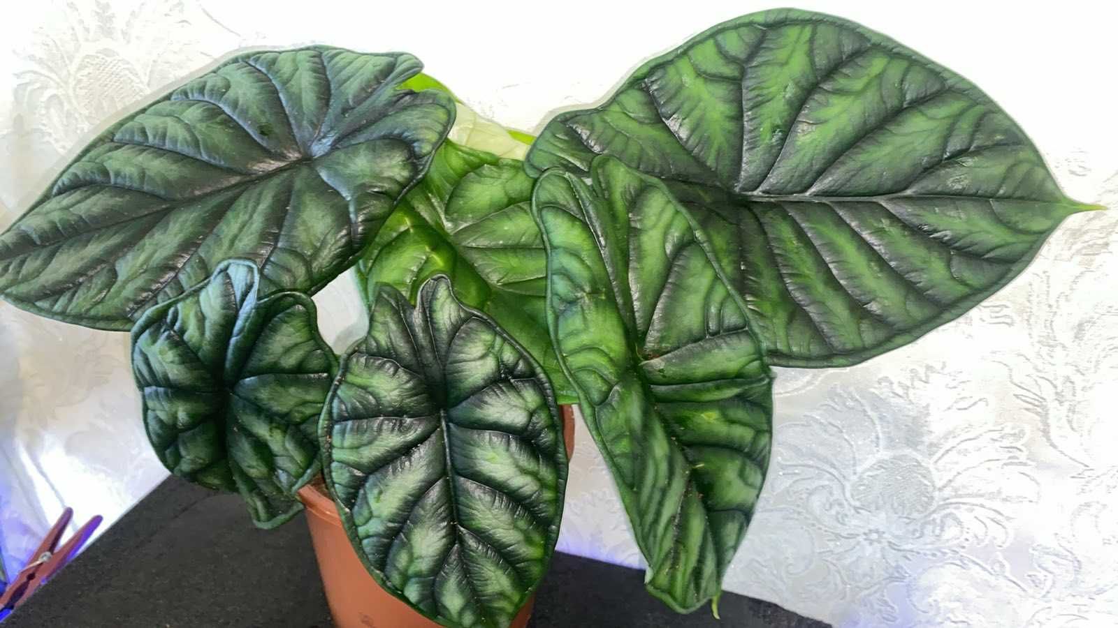 Alocasia 'dragon Scale' Алоказия