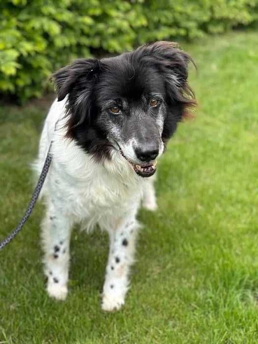 Całe swoje życie czeka na dom adoptuj