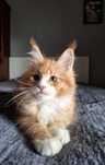 Kocięta Maine Coon