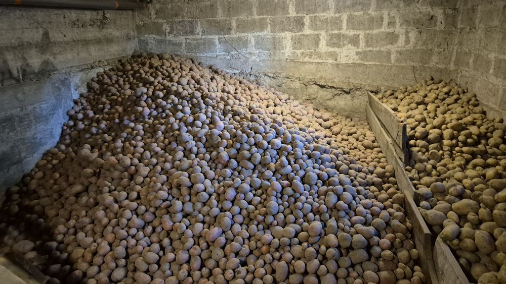 Ziemniaki jadalne Redsonia