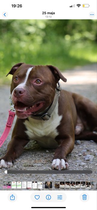 Floki szuka domu! pitbull do adopcji