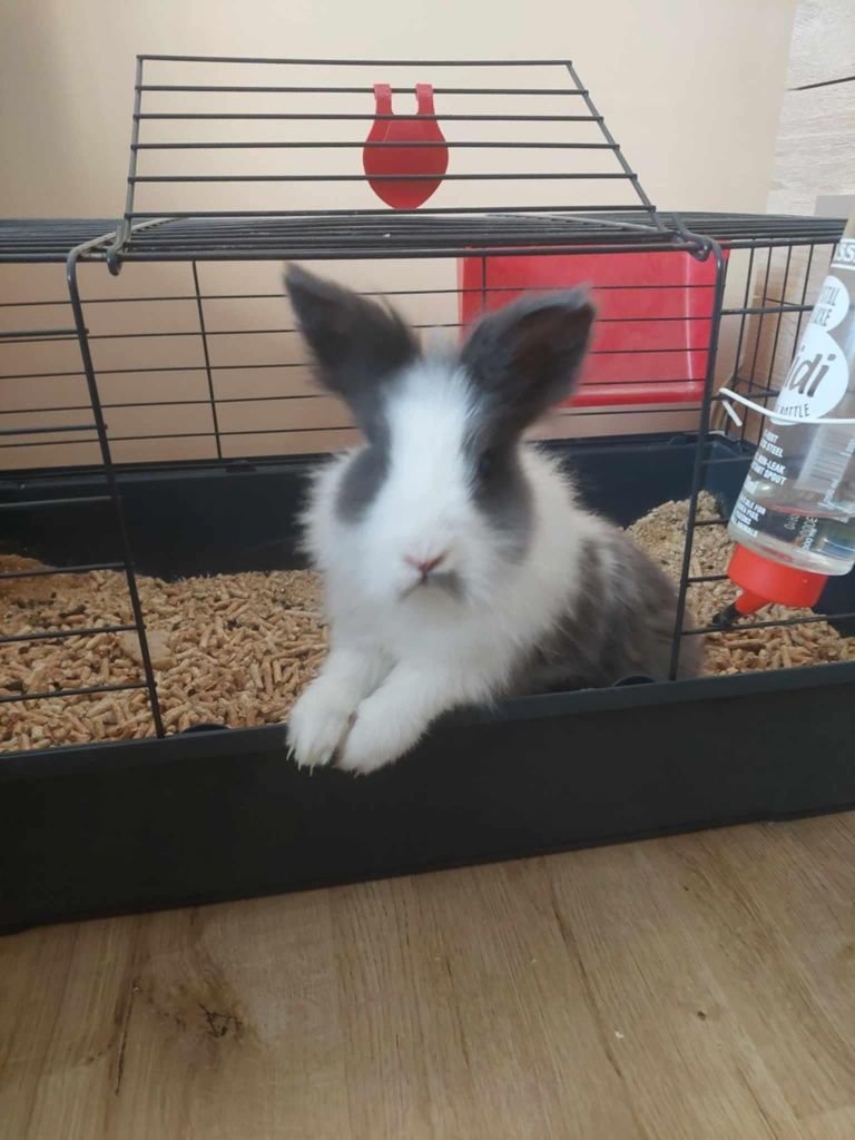 Króliczek rasa teddy