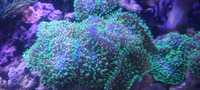 rhodactis zielony fluo koralowiec miękki