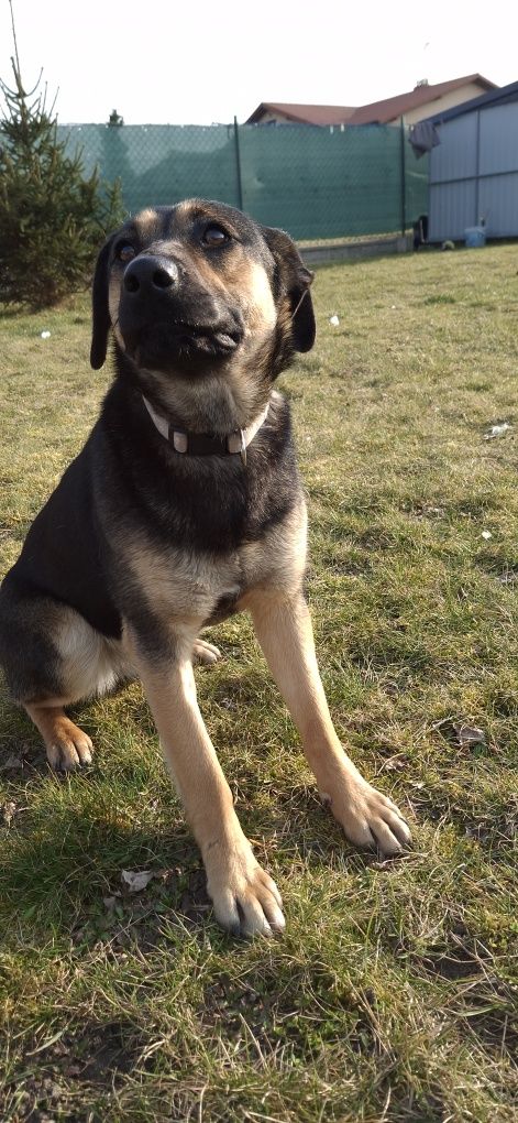 Malinka poleca się do adopcji