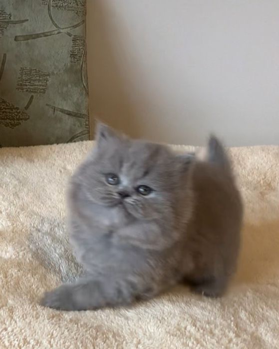 Прямовуха дівчинка хайленд