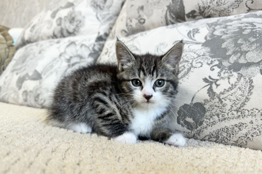 Классная детка Европейская